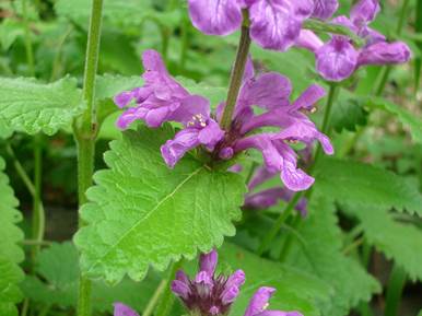 stachys07063