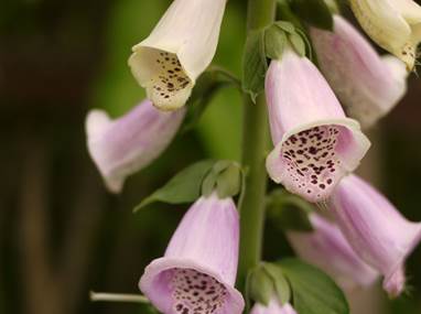 digitalis0616c