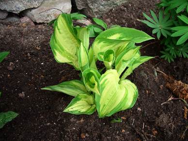 hosta1060521