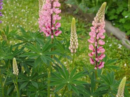 lupin0604b