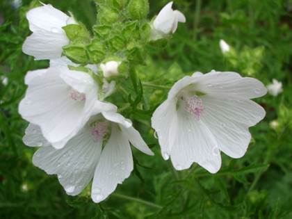 malva07064